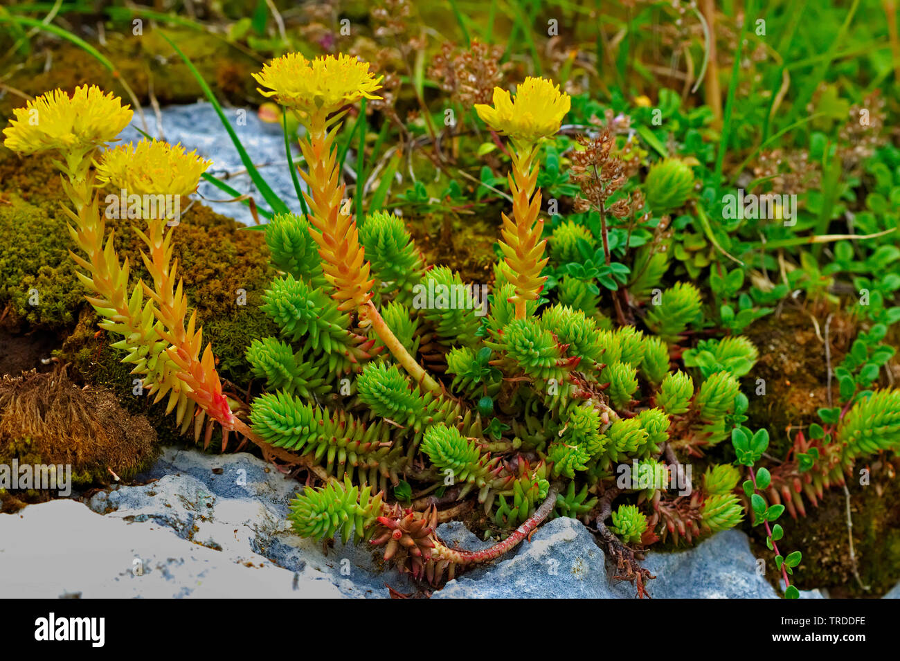 Mountain stonecrop (Sedum montanum), blooming, Italy, Monte Baldo Stock Photo