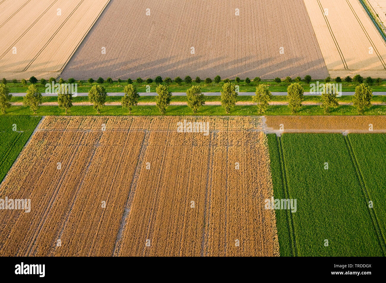 field landscape in North Holland, aerial photo, Netherlands, Northern Netherlands Stock Photo