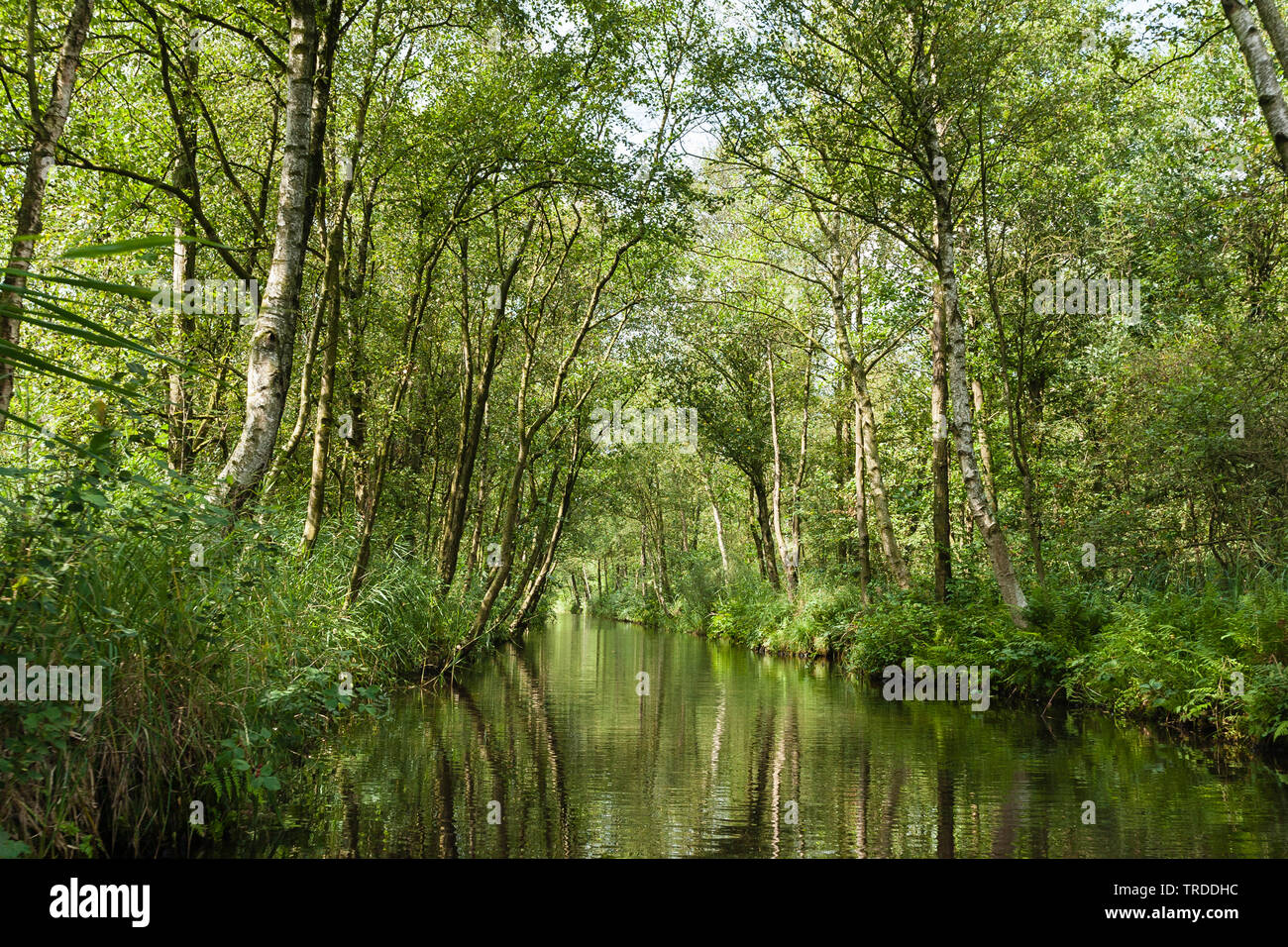 Ditch in forest at Nationaal Park de Weerribben in summer, Netherlands, Overijssel, Weerribben-Wieden National Park Stock Photo
