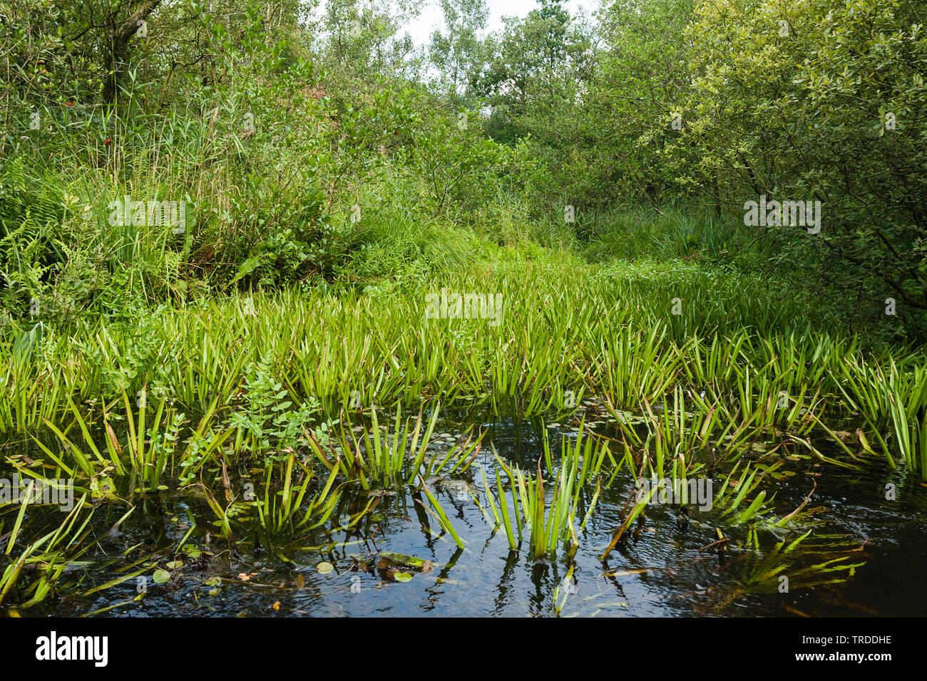 crab's-claw, water-soldier (Stratiotes aloides), in a pond in the National park, Netherlands, Overijssel, Weerribben-Wieden National Park Stock Photo