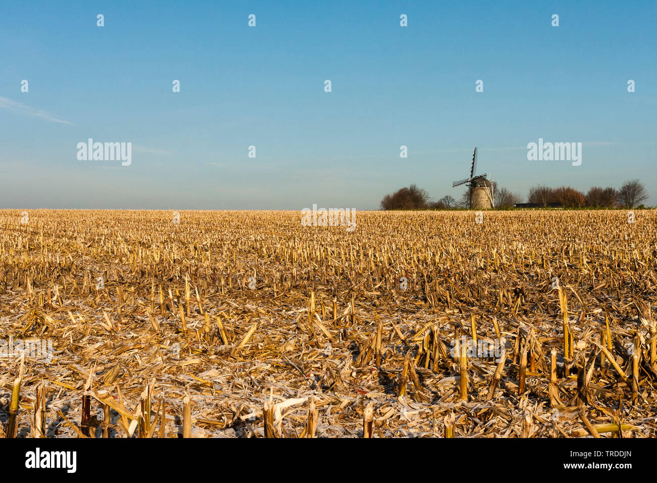 stubble field in Hamsterreservaat Sibbe in winter, Netherlands, Limburg, Plateau van Margraten Stock Photo