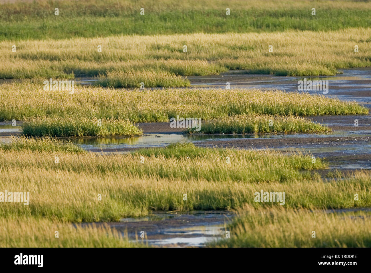 salt marshes in the Wadden Sea, Netherlands Stock Photo Alamy