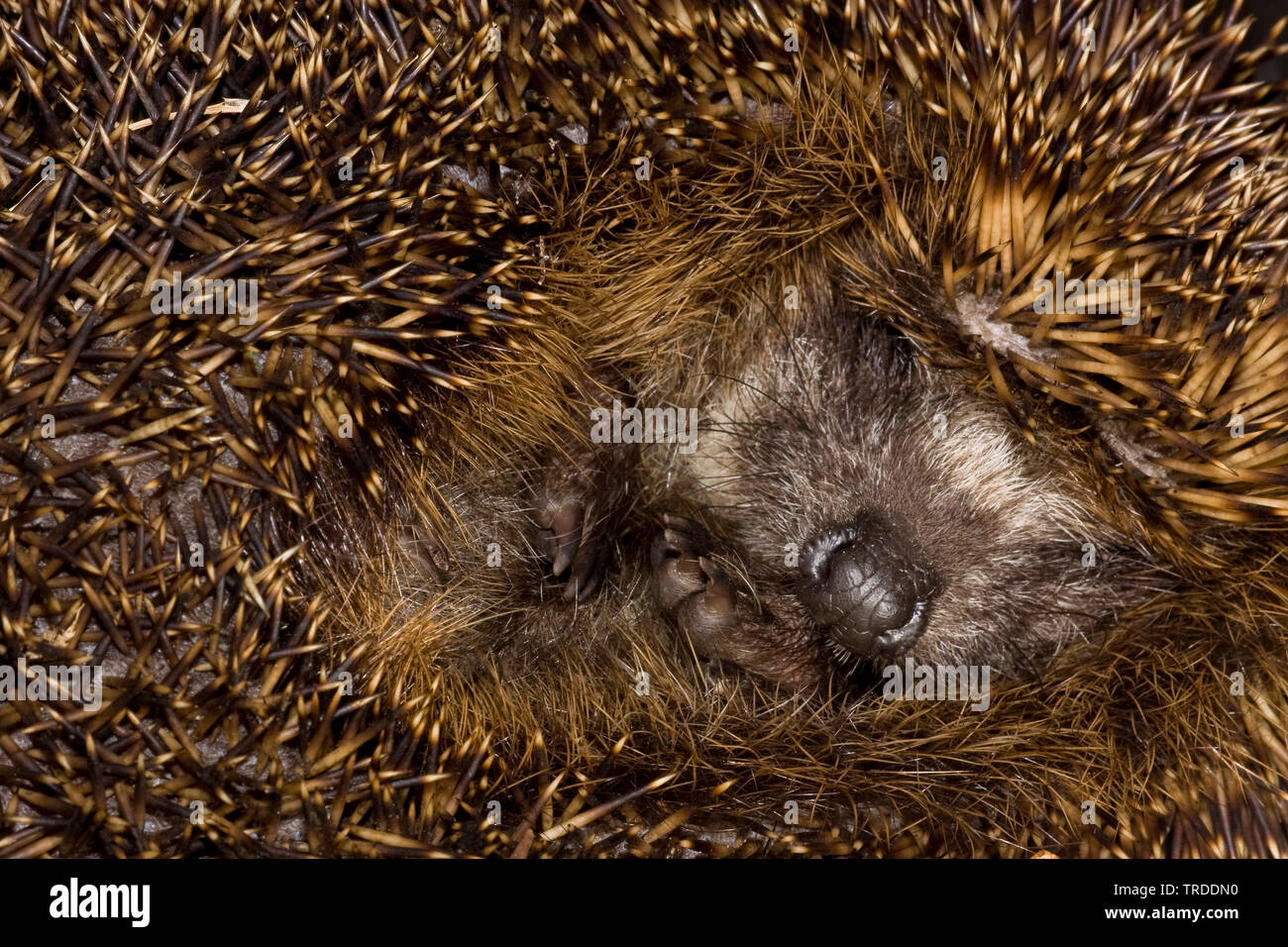 Western hedgehog, European hedgehog (Erinaceus europaeus), sleeping, Netherlands Stock Photo