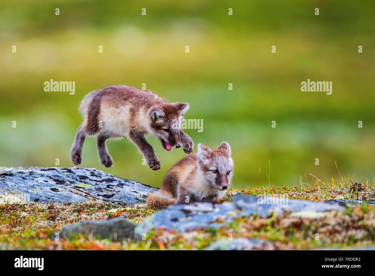 arctic fox, polar fox (Alopex lagopus, Vulpes lagopus), two playing polar fox pubs , Norway Stock Photo