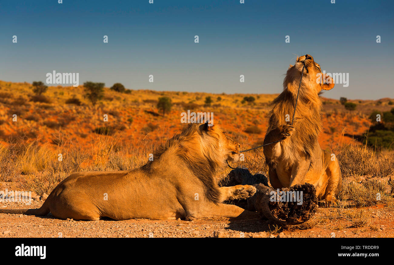 lion (Panthera leo), two lions feeding at a rope, South Africa, Kgalagadi Transfrontier National Park Stock Photo