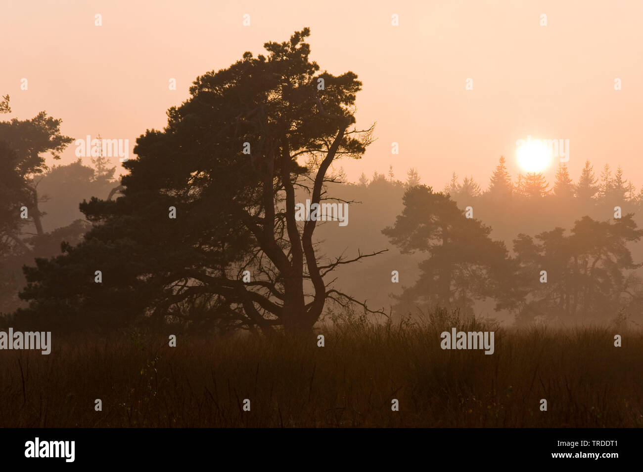 Scotch pine, Scots pine (Pinus sylvestris), clearing in morning mist Vecht en Beneden Regge, Netherlands, Overijssel Stock Photo