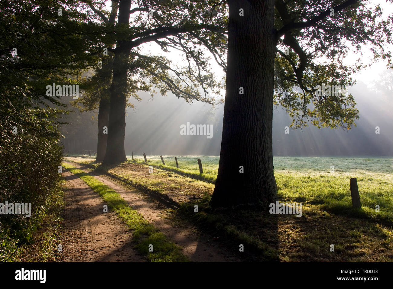 sun beams at a forest edge in the morning in Vecht en Beneden Regge, Netherlands Stock Photo
