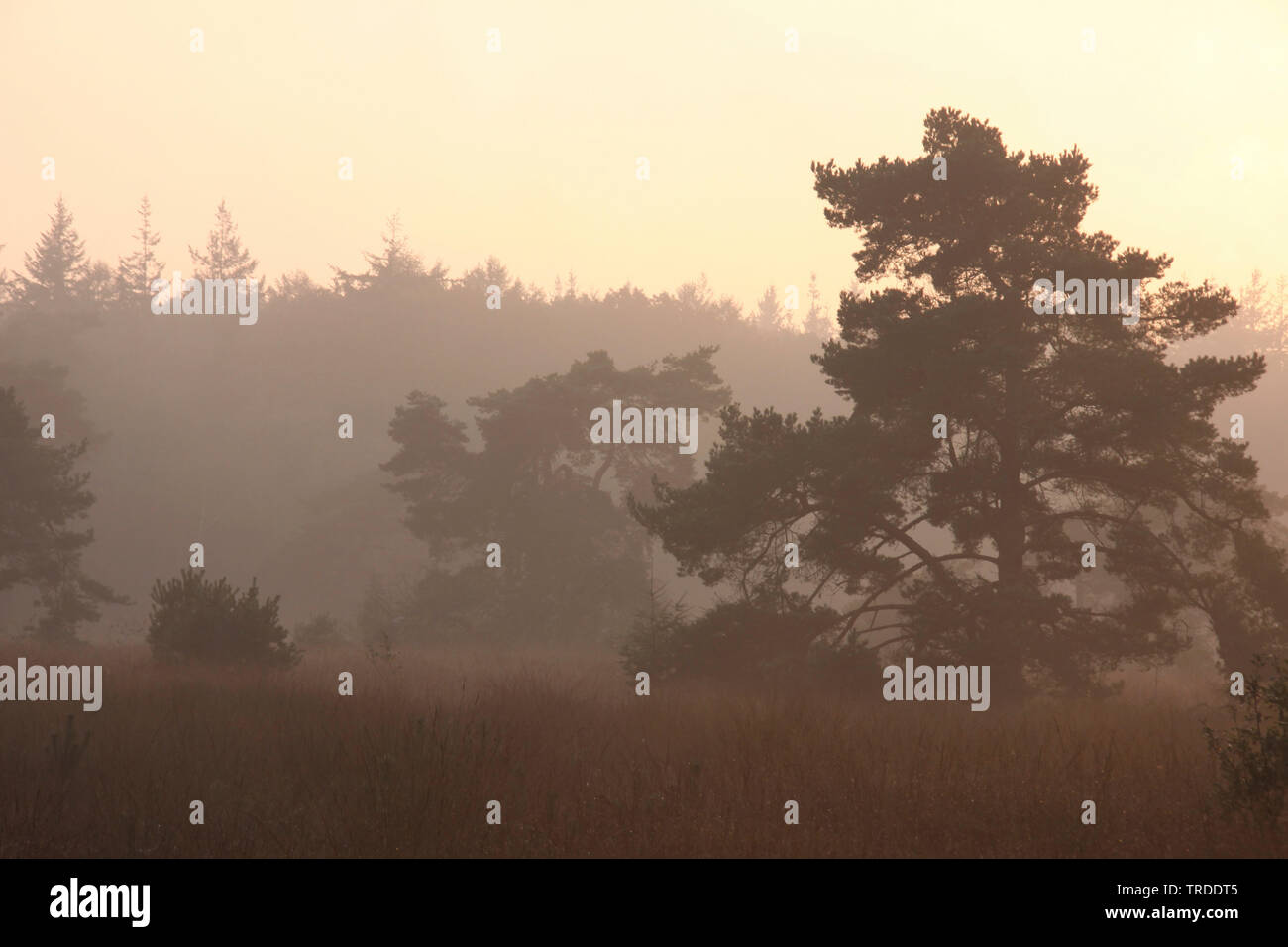 Scotch pine, Scots pine (Pinus sylvestris), clearing in morning mist Vecht en Beneden Regge, Netherlands, Overijssel Stock Photo