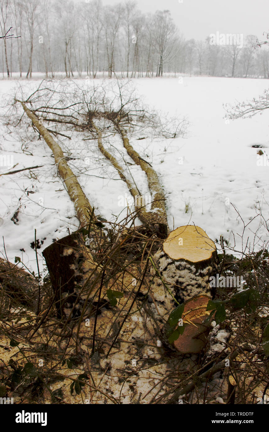 tree chopping in winter, Netherlands, Overijssel, Vecht en Beneden Regge Stock Photo