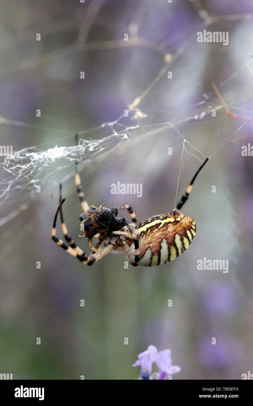 Black-and-yellow argiope, Black-and-yellow garden spider (Argiope bruennichi), with prey, France Stock Photo