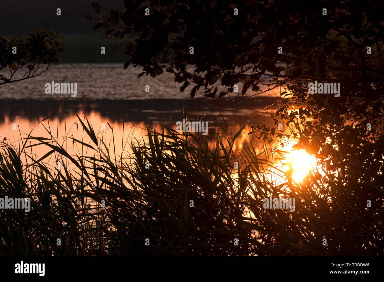 Weerribben at sunrise, Netherlands, Overijssel, Weerribben-Wieden National Park Stock Photo