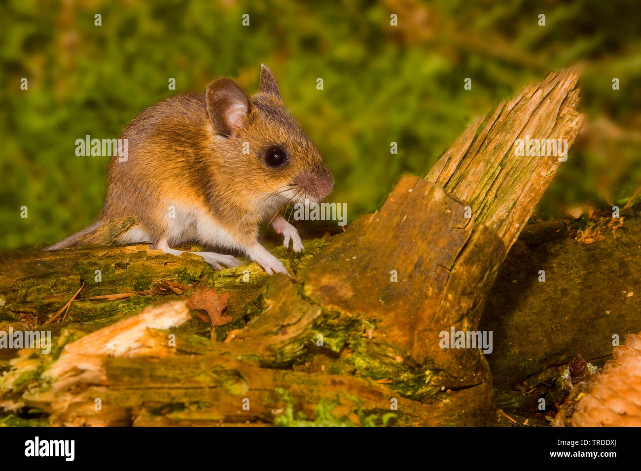wood mouse, longtailed field mouse (Apodemus sylvaticus), on a tree