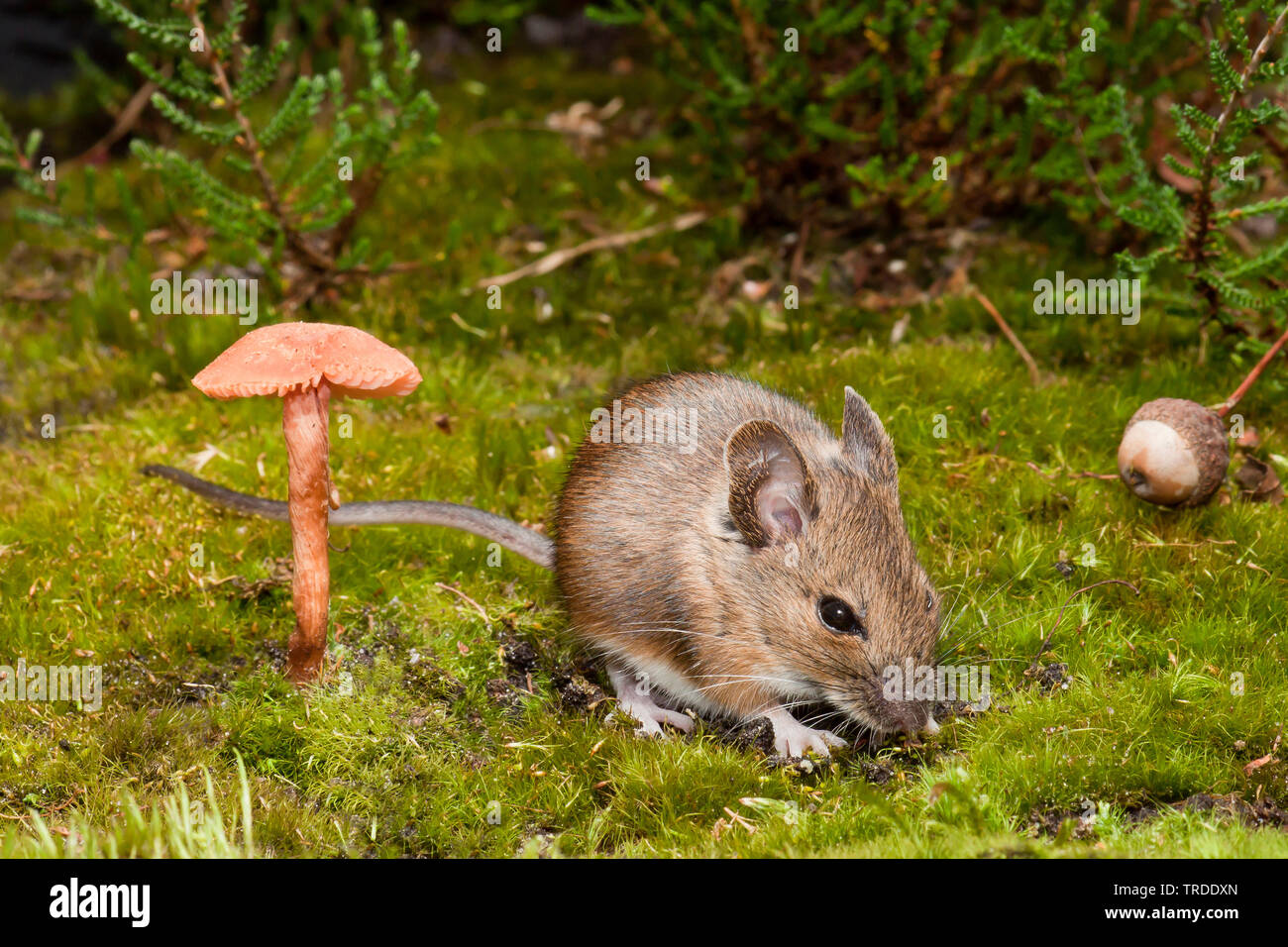 Field Mice High Resolution Stock Photography and Images Alamy