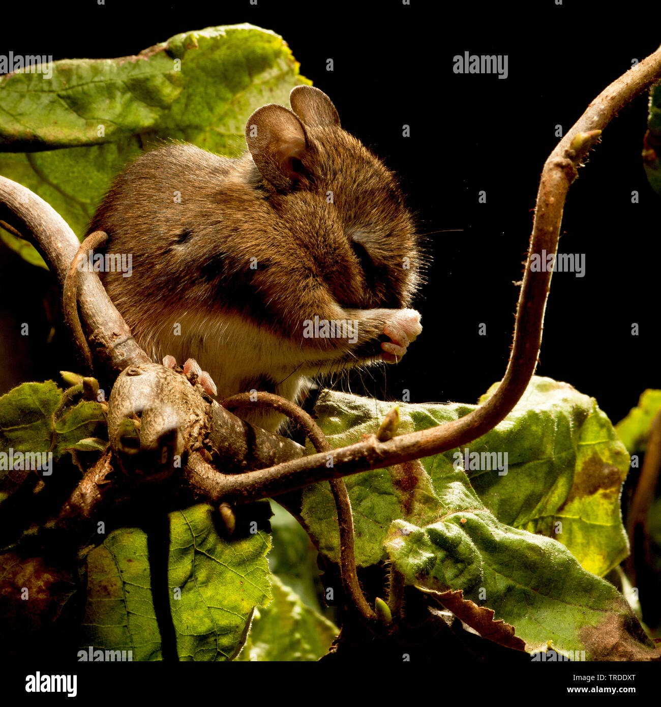 wood mouse, longtailed field mouse (Apodemus sylvaticus), climbing on