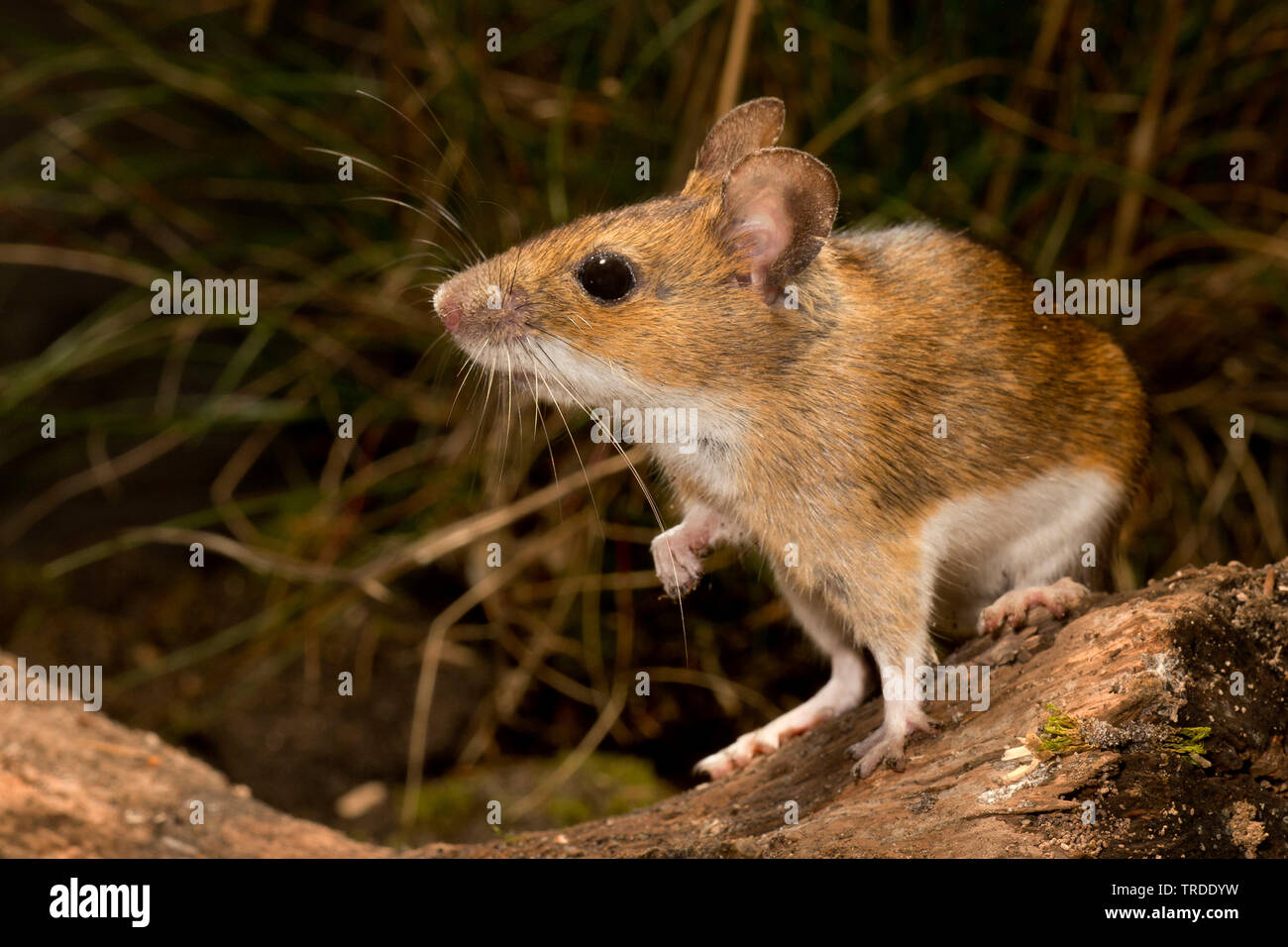 yellow-necked mouse (Apodemus flavicollis), sitting on wood, Netherlands  Stock Photo - Alamy