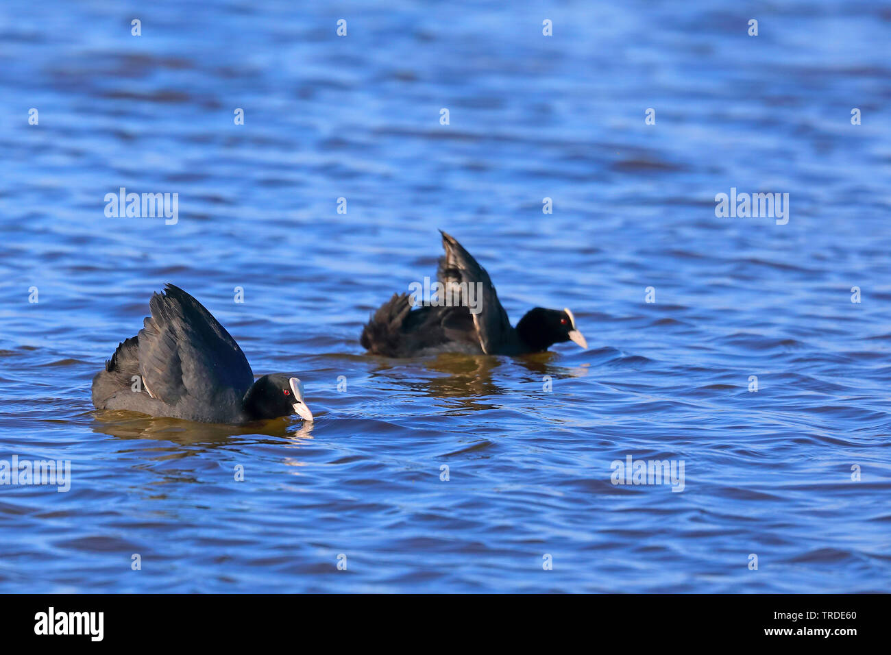 black coot (Fulica atra), two swimming adult birds with put up wings, Germany Stock Photo