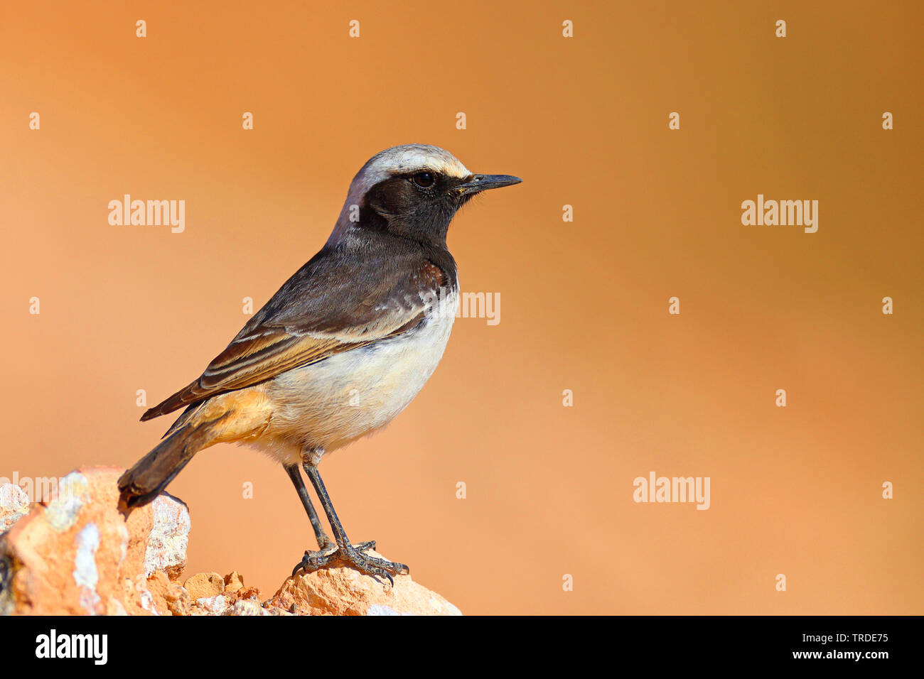 red-rumped wheatear (Oenanthe moesta), male perching on a stone, Morocco, Boumalne Stock Photo