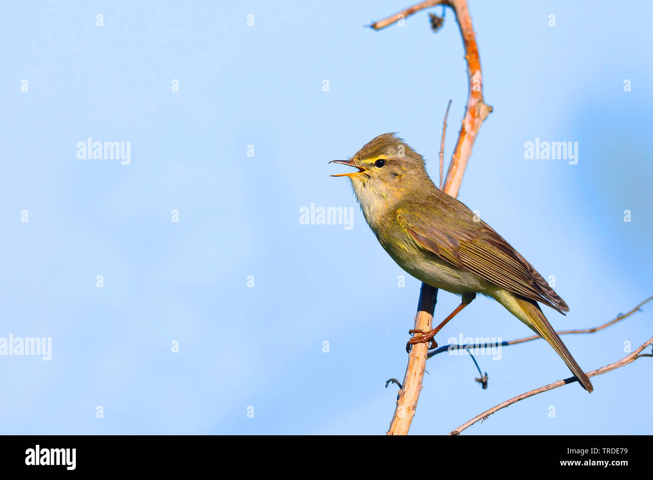willow warbler (Phylloscopus trochilus), singing male, Netherlands, Frisia Stock Photo