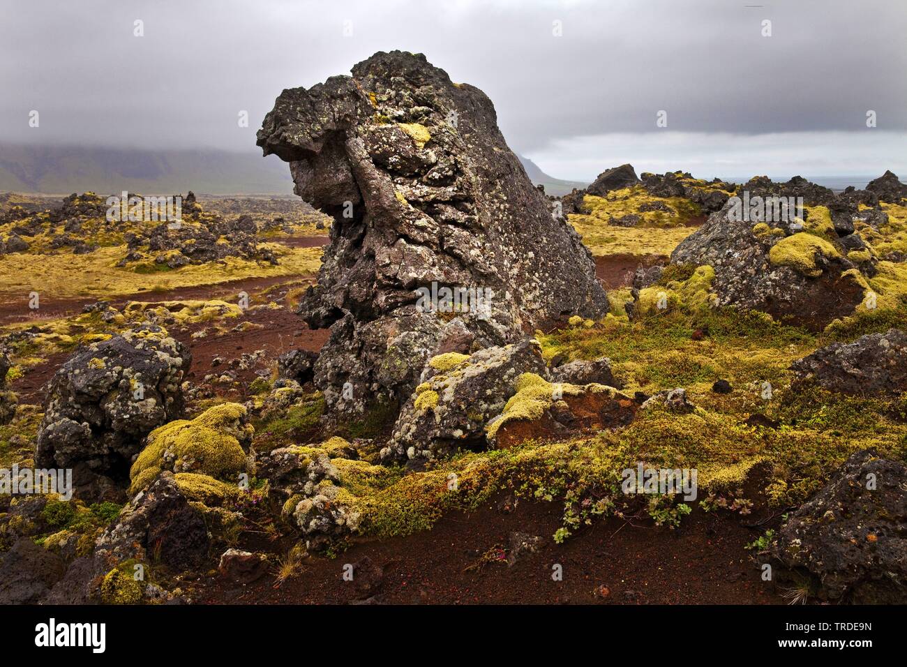 lava field Berserkjahraun, Iceland, Vesturland, Snaefellsnes Stock Photo