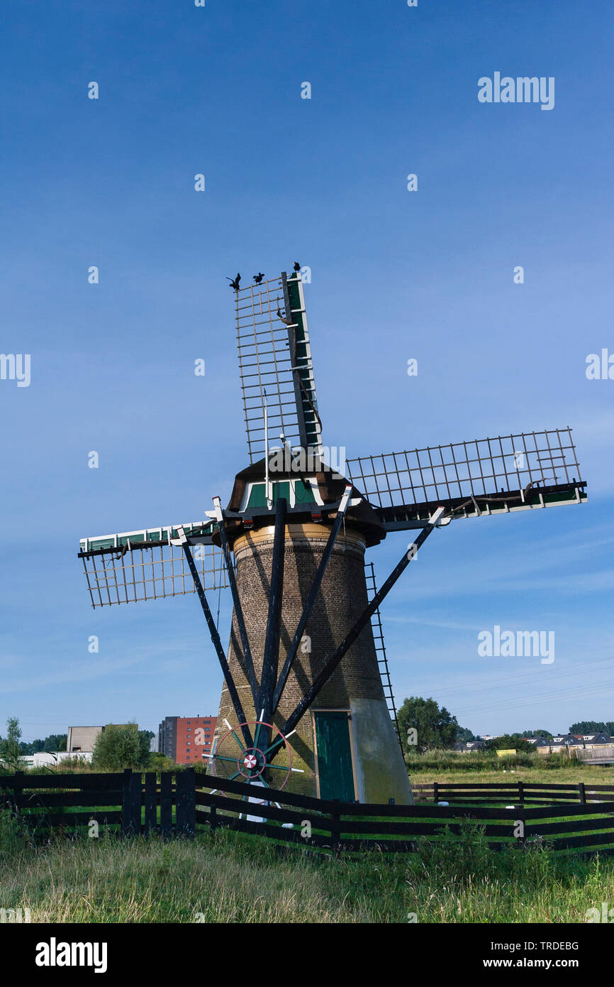 Mill at Poelgeest polder in summer, Netherlands, South Holland, Polders Poelgeest, Oegstgeest Stock Photo