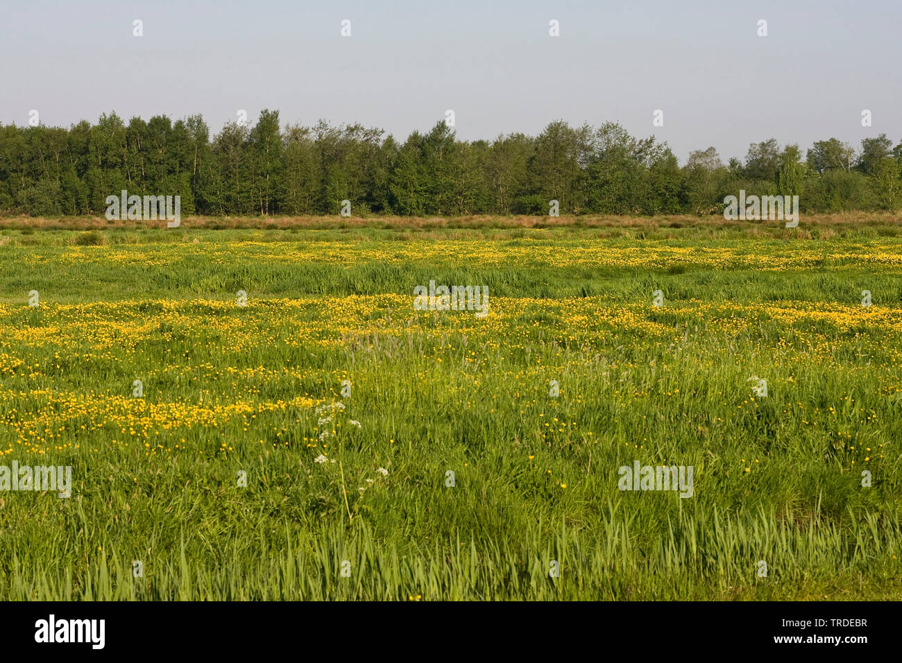 meadow of flowering Buttercups, Netherlands, Frisia, Rottige Meente Stock Photo