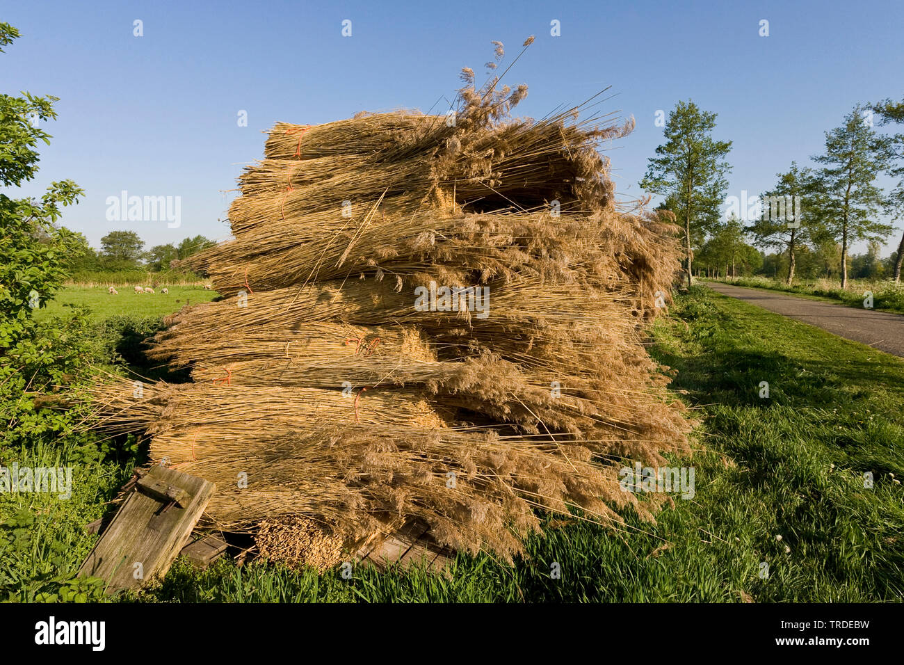piled up bales of cut reed, Netherlands, Frisia, Rottige Meente Stock Photo