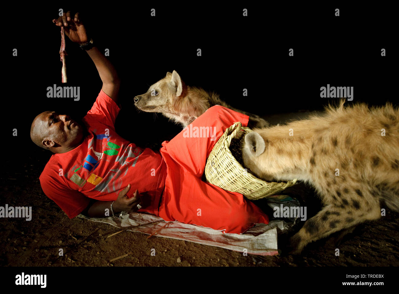 spotted hyena (Crocuta crocuta), hyena man of Harar feeding two hyenas, Ethiopia, Harar Stock Photo