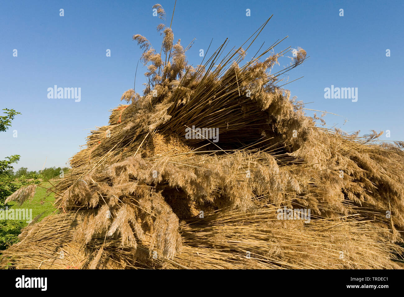 piled up bales of cut reed, Netherlands, Frisia, Rottige Meente Stock Photo