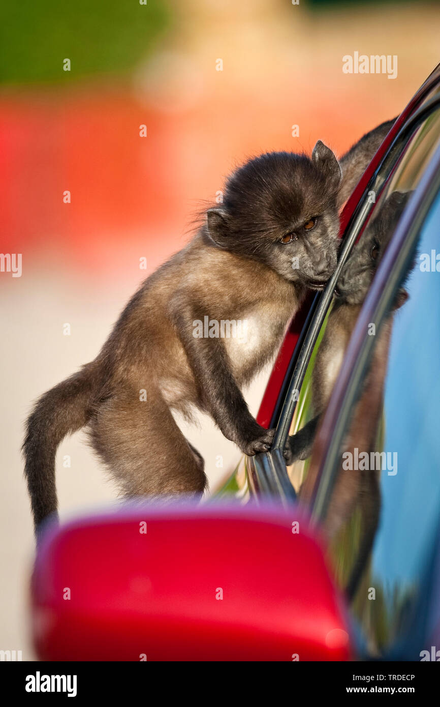 Chacma baboon, anubius baboon, olive baboon (Papio ursinus, Papio cynocephalus ursinus), young animal looking saucy through a car window into the car interior, South Africa, Western Cape, Cape of Good Hope, Cape Town Stock Photo