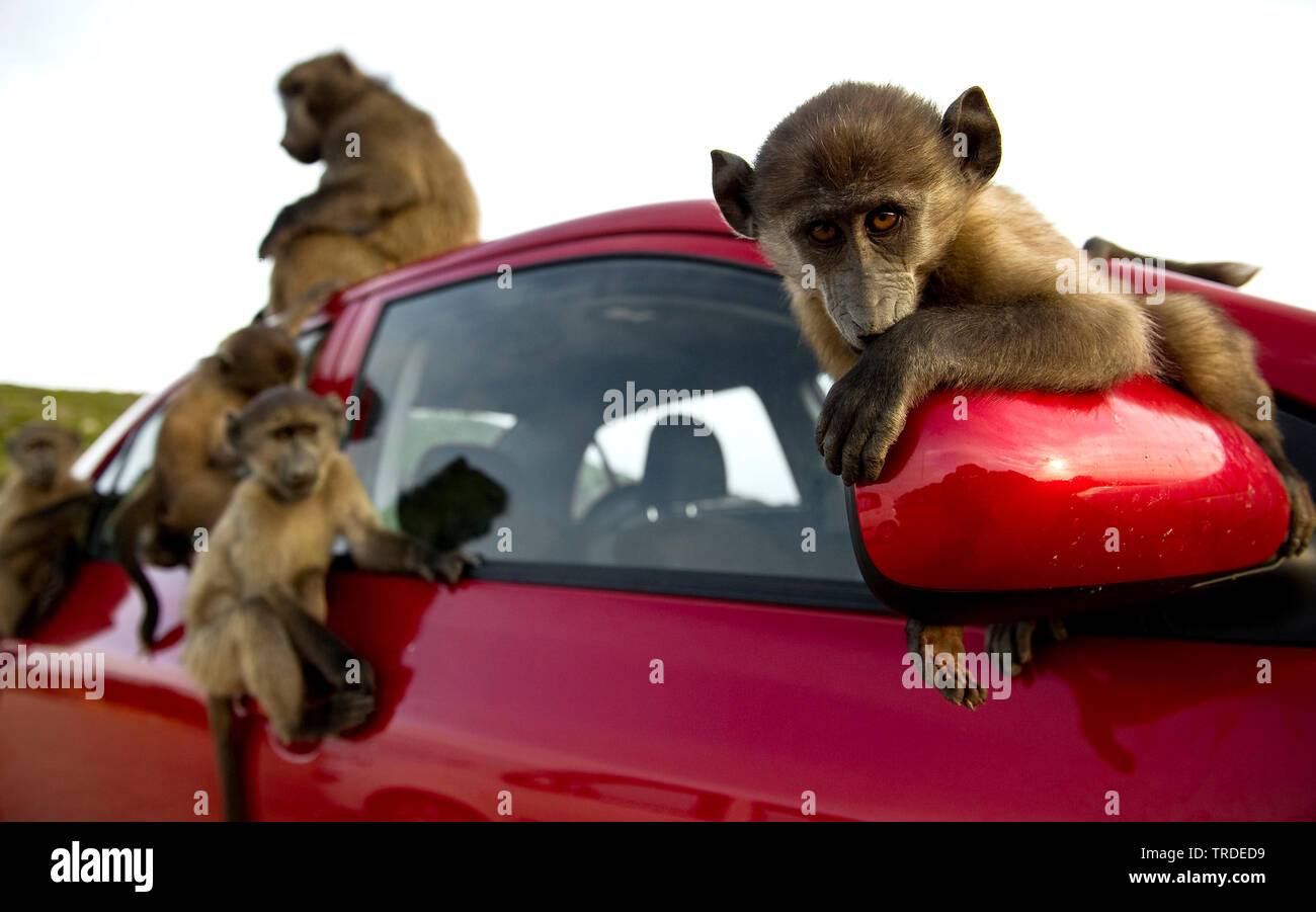Chacma baboon, anubius baboon, olive baboon (Papio ursinus, Papio cynocephalus ursinus), group mobbing saucy a car, South Africa, Western Cape, Cape of Good Hope National Park, Cape Town Stock Photo