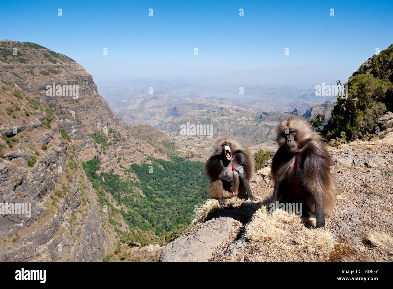 gelada, gelada baboons (Theropithecus gelada), Geladas in Semien Mountains, Ethiopia, Simien Mountains National Park Stock Photo