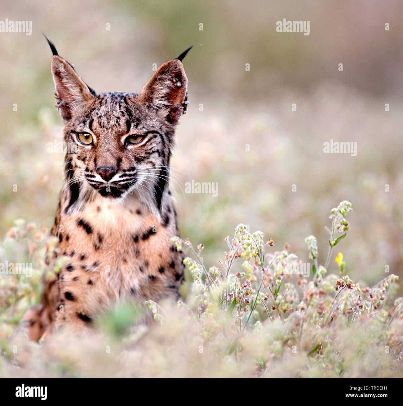 Spanish lynx (Lynx pardinus), portrait, Spain, Andalusia, Donana National Park Stock Photo