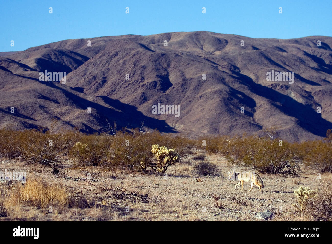 coyote (Canis latrans), USA, California, Joshua Tree National Park Stock Photo