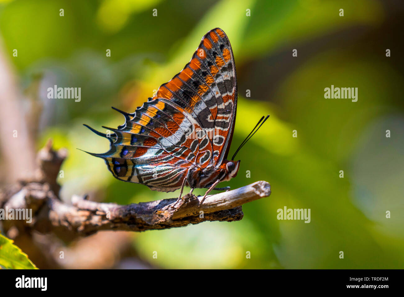 Two-tailed Pasha, Foxy Emperor (Charaxes jasius), on a withered branch of a sweet chestnut , Italy, Tuscany Stock Photo