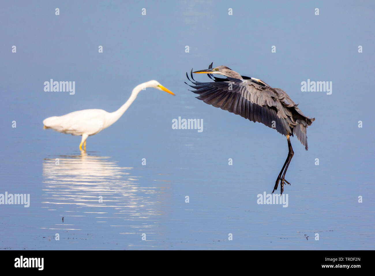 grey heron (Ardea cinerea), approaching in front of a great egret in the background, Germany, Bavaria, Lake Chiemsee Stock Photo