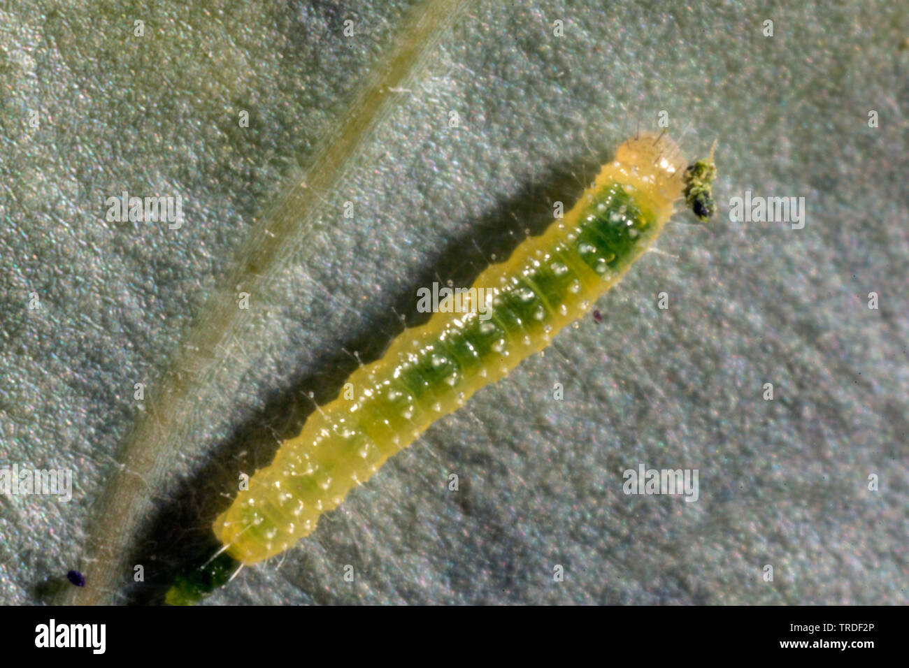 Small white, Cabbage butterfly, Imported cabbageworm (Pieris rapae, Artogeia rapae), caterpillar just after hatching on a kohlrabi leaf, Germany, Bavaria Stock Photo