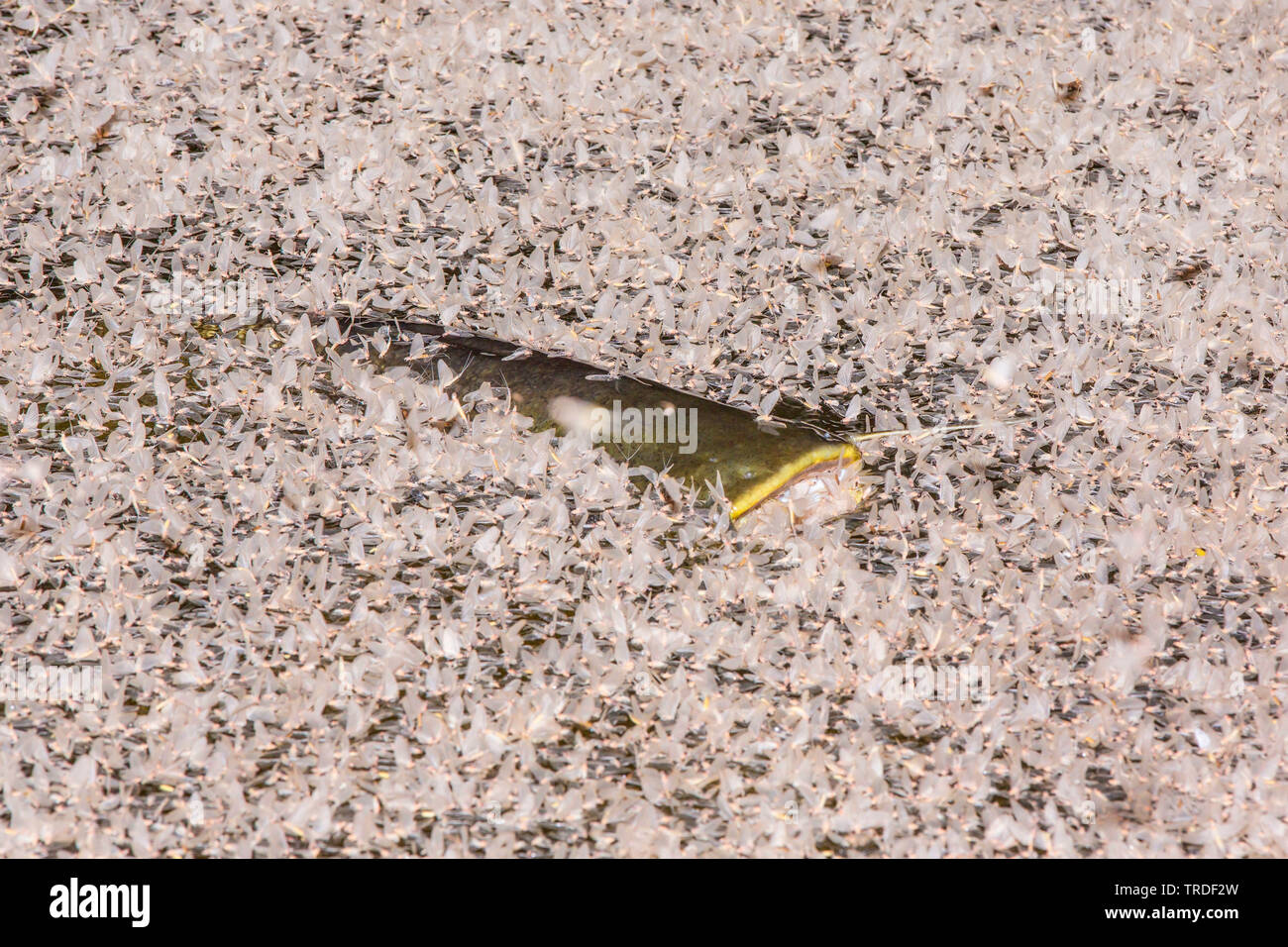 European catfish, wels, sheatfish, wels catfish (Silurus glanis), feeding on mayflies at water surface, Germany, Bavaria Stock Photo