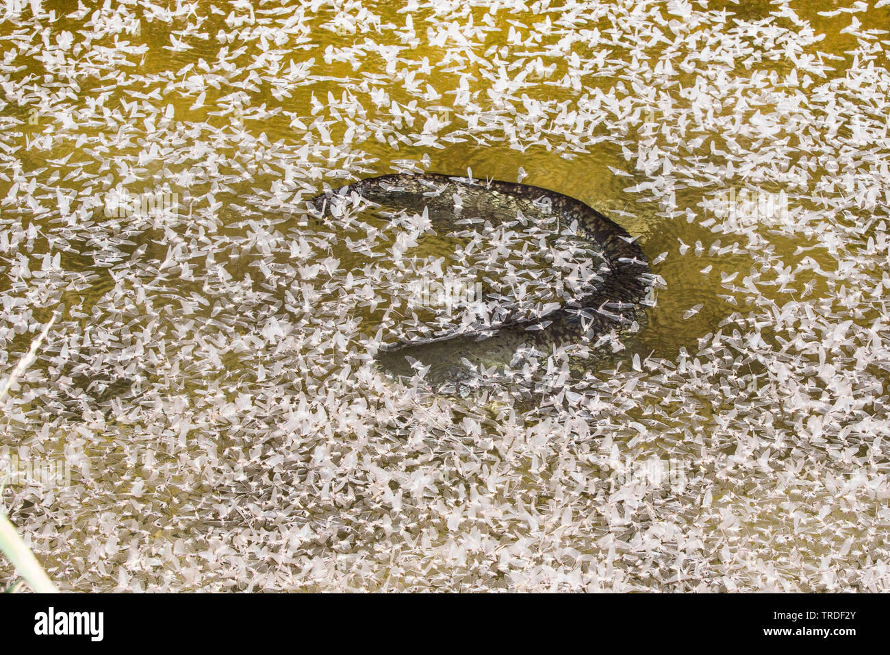 European catfish, wels, sheatfish, wels catfish (Silurus glanis), feeding on many mayflies at water surface, Germany, Bavaria Stock Photo