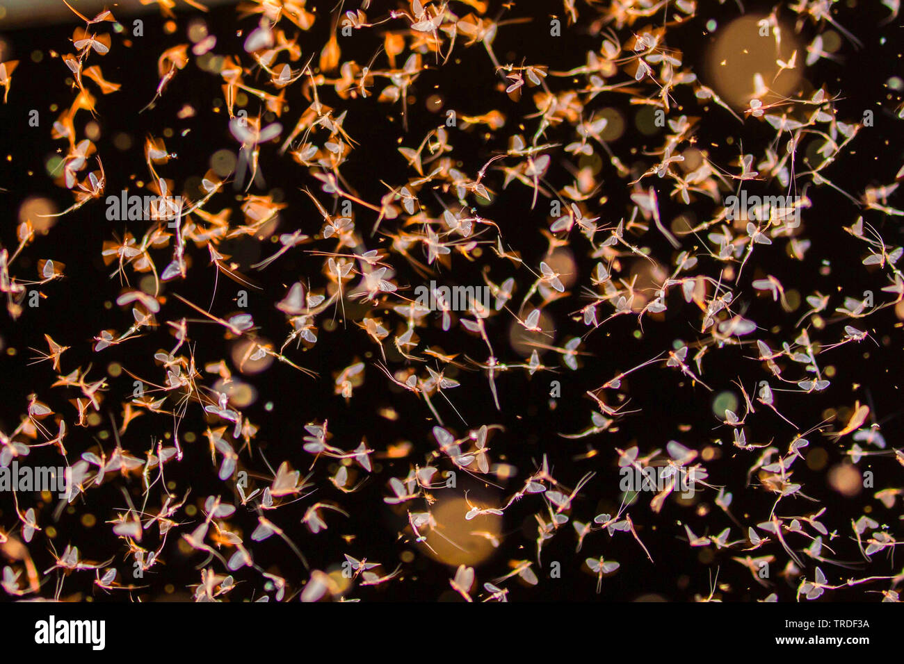 Virgin mayfly (Ephoron virgo, Polymitarcis virgo), mass hatching, flying swarm, Germany, Bavaria Stock Photo