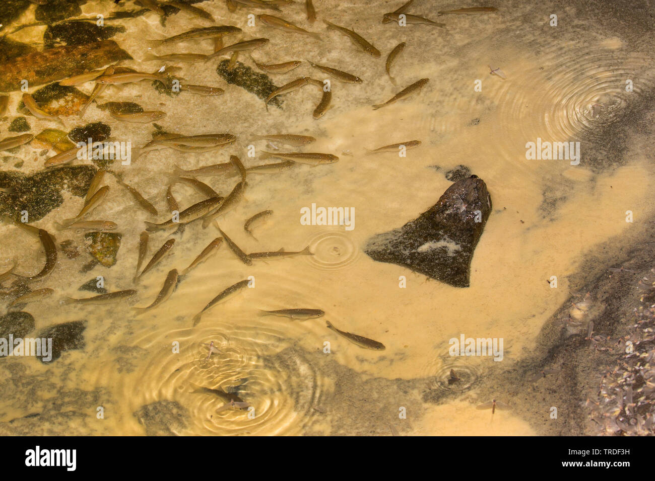 Virgin mayfly (Ephoron virgo, Polymitarcis virgo), whitefishes eating eggs from a riverbed that are overgrown with yellow eggs, Germany, Bavaria Stock Photo