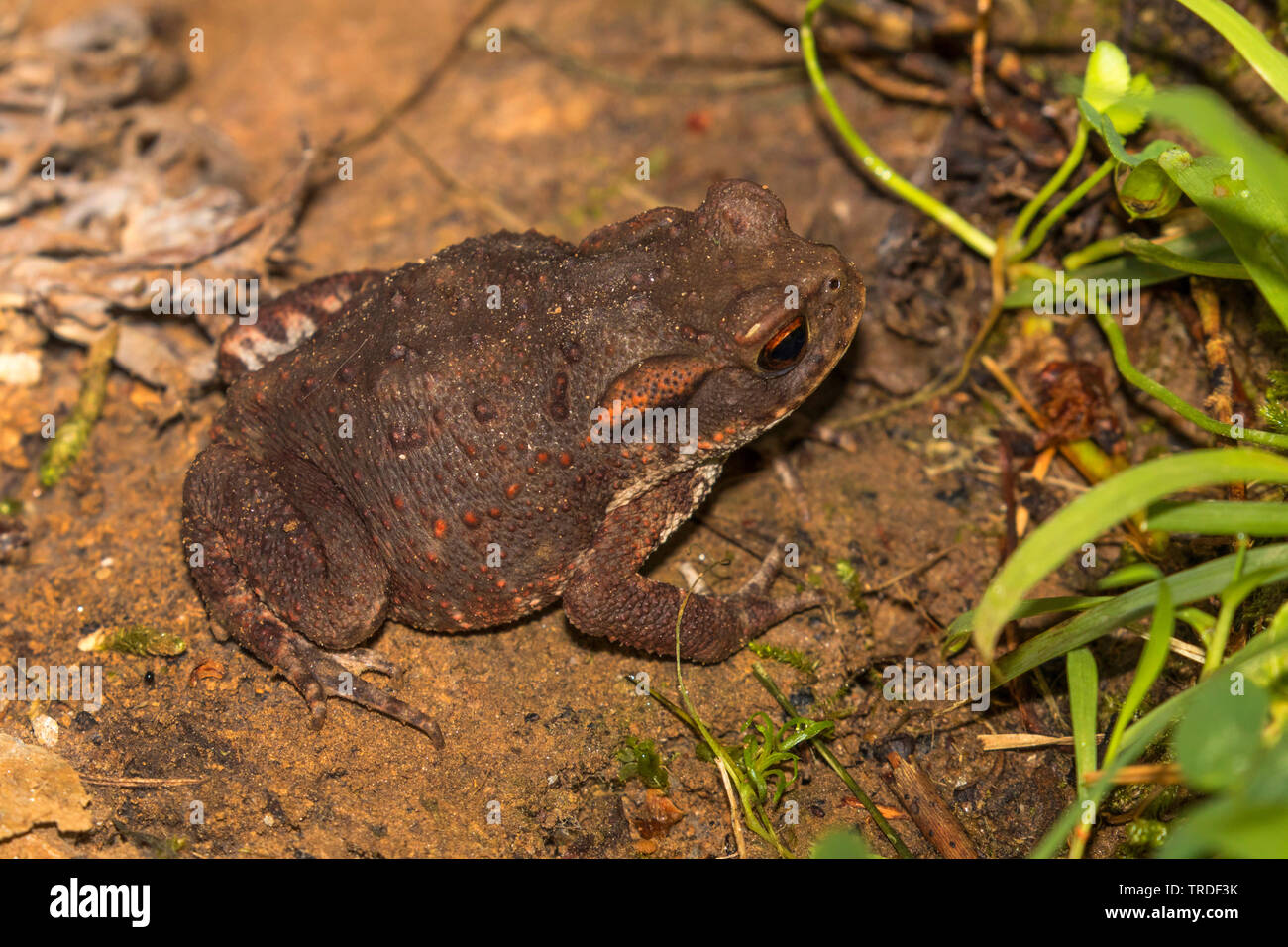 European common toad (Bufo bufo spinosus), juvenil, Italy, Tuscany Stock Photo