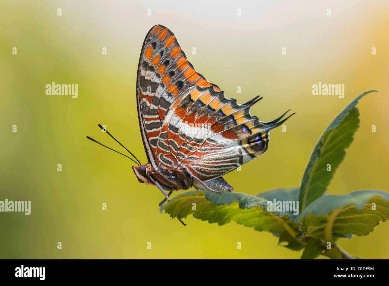Two-tailed Pasha, Foxy Emperor (Charaxes jasius), sitting on branch, , Italy, Tuscany Stock Photo