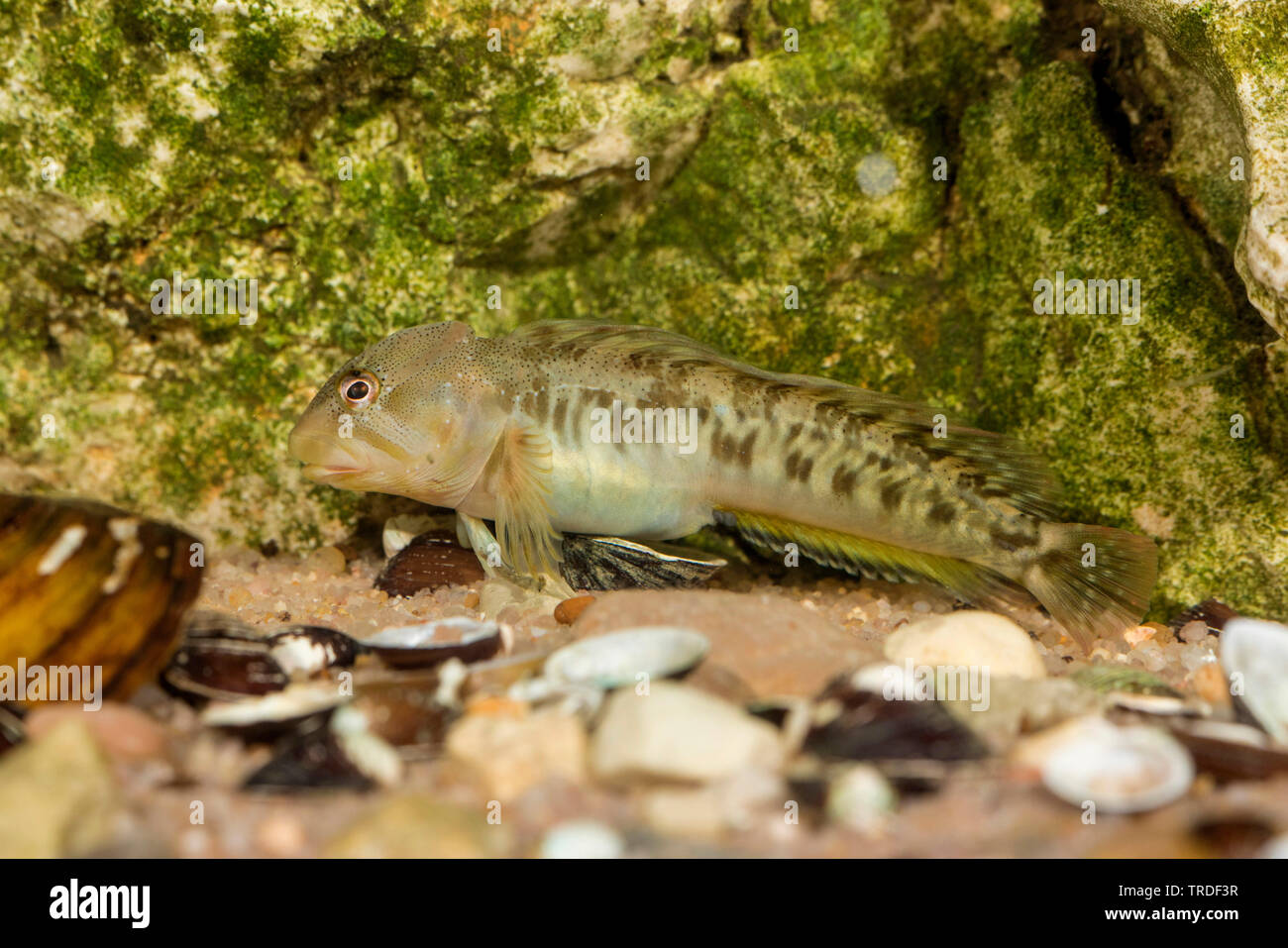 freshwater blenny, river blenny (Salaria fluviatilis, Lipophrys fluviatilis, Blennius fluviatilis), male from Lake Garda, Italy Stock Photo