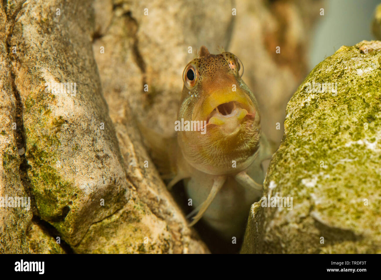 freshwater blenny, river blenny (Salaria fluviatilis, Lipophrys fluviatilis, Blennius fluviatilis), male from Lake Garda, portrait with visible teeth, Italy Stock Photo