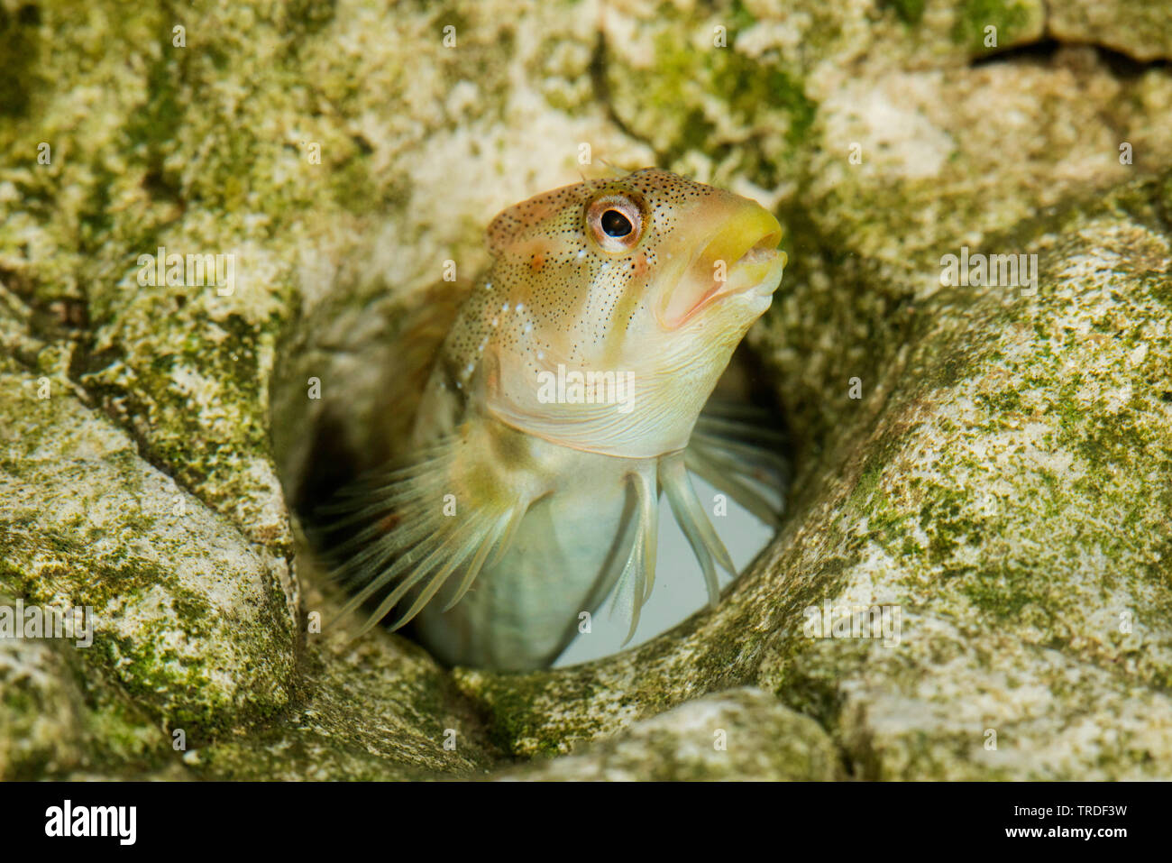 freshwater blenny, river blenny (Salaria fluviatilis, Lipophrys fluviatilis, Blennius fluviatilis), male from Lake Garda looking out of a rock hole, Italy Stock Photo