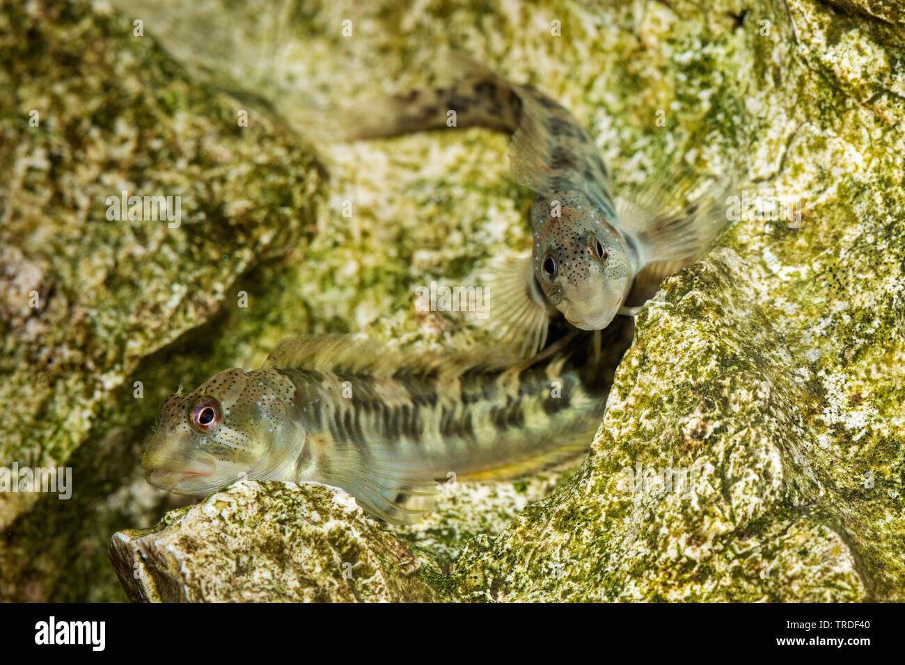 freshwater blenny, river blenny (Salaria fluviatilis, Lipophrys fluviatilis, Blennius fluviatilis), male and female from Lake Garda at a rock, Italy Stock Photo