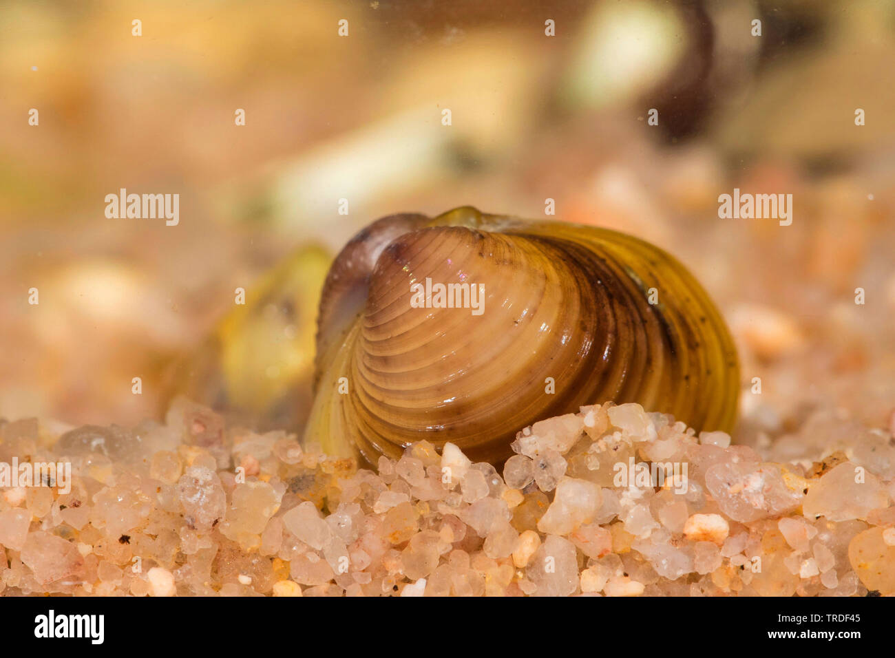 Asian clam, Asian basket clam, Asian corbicula (Corbicula fluminea), burying into sediment, Italy, Lake Garda Stock Photo