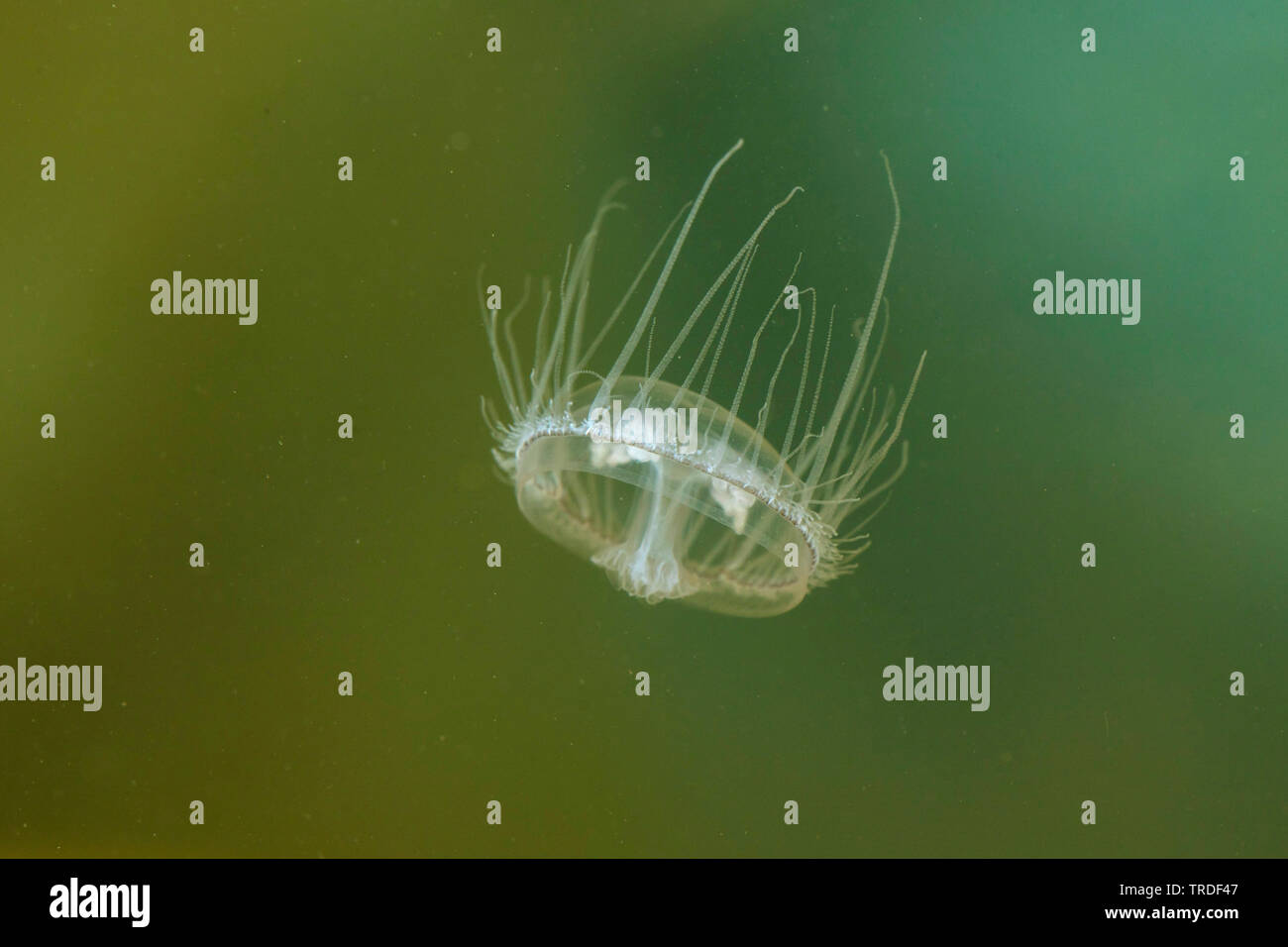 freshwater jellyfish, Regent's Park medusa (Craspedacusta sowerbyi, Microhydra sowerbyi), hovering, Germany Stock Photo