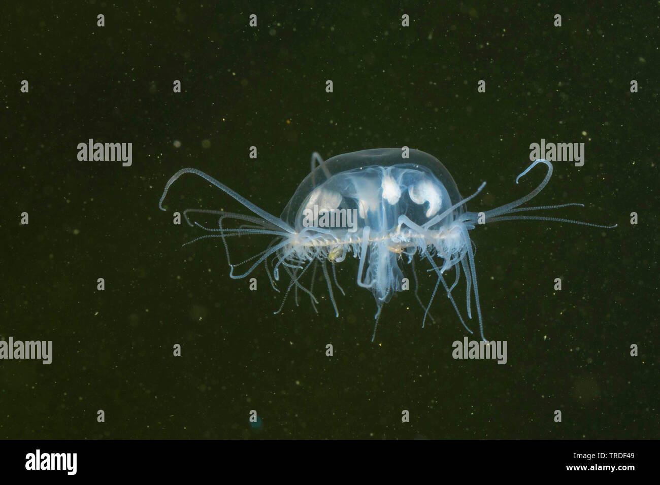 freshwater jellyfish, Regent's Park medusa (Craspedacusta sowerbyi, Microhydra sowerbyi), feeding on water fleas, Germany Stock Photo