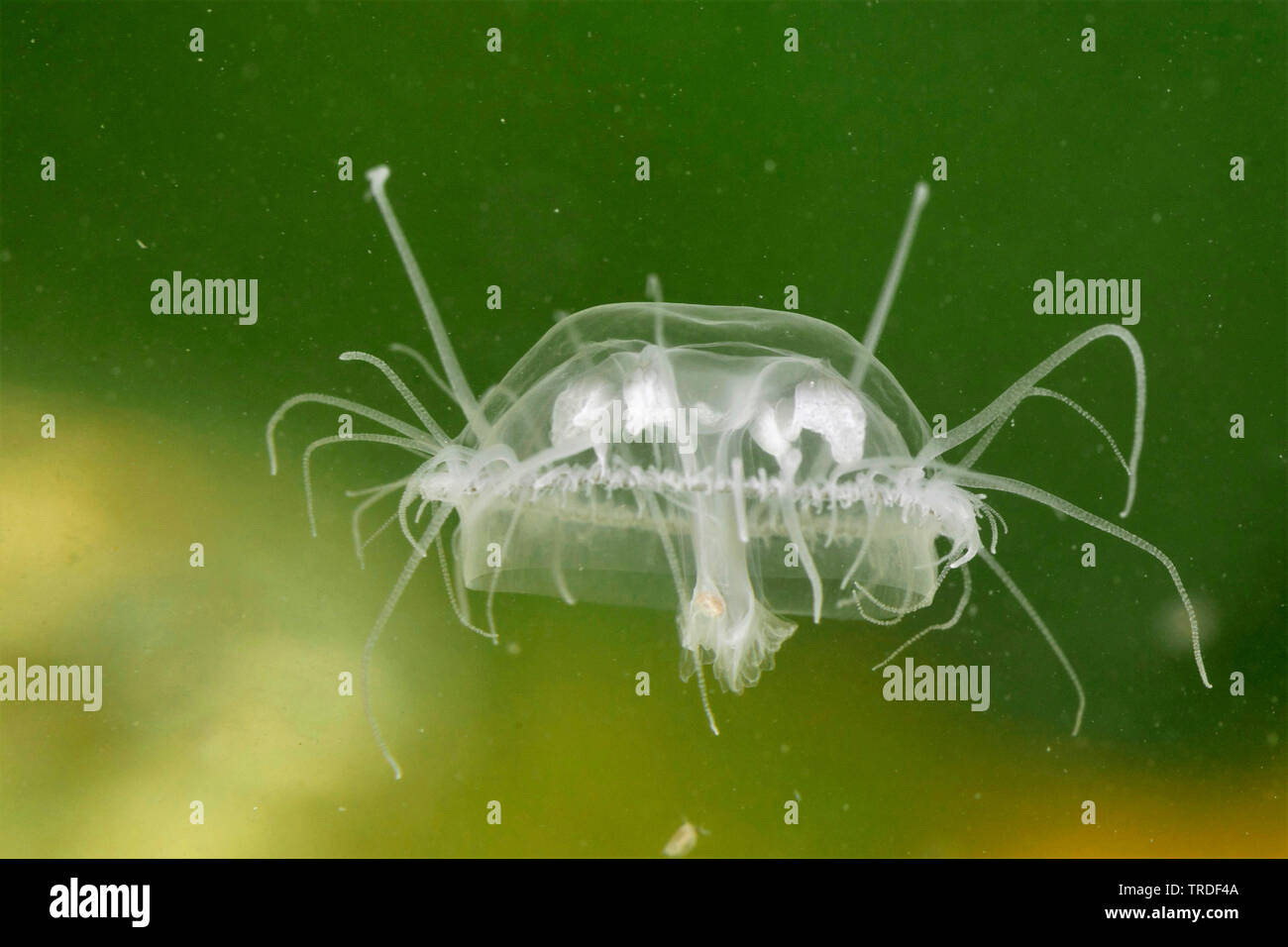 freshwater jellyfish, Regent's Park medusa (Craspedacusta sowerbyi, Microhydra sowerbyi), feeding, Germany Stock Photo